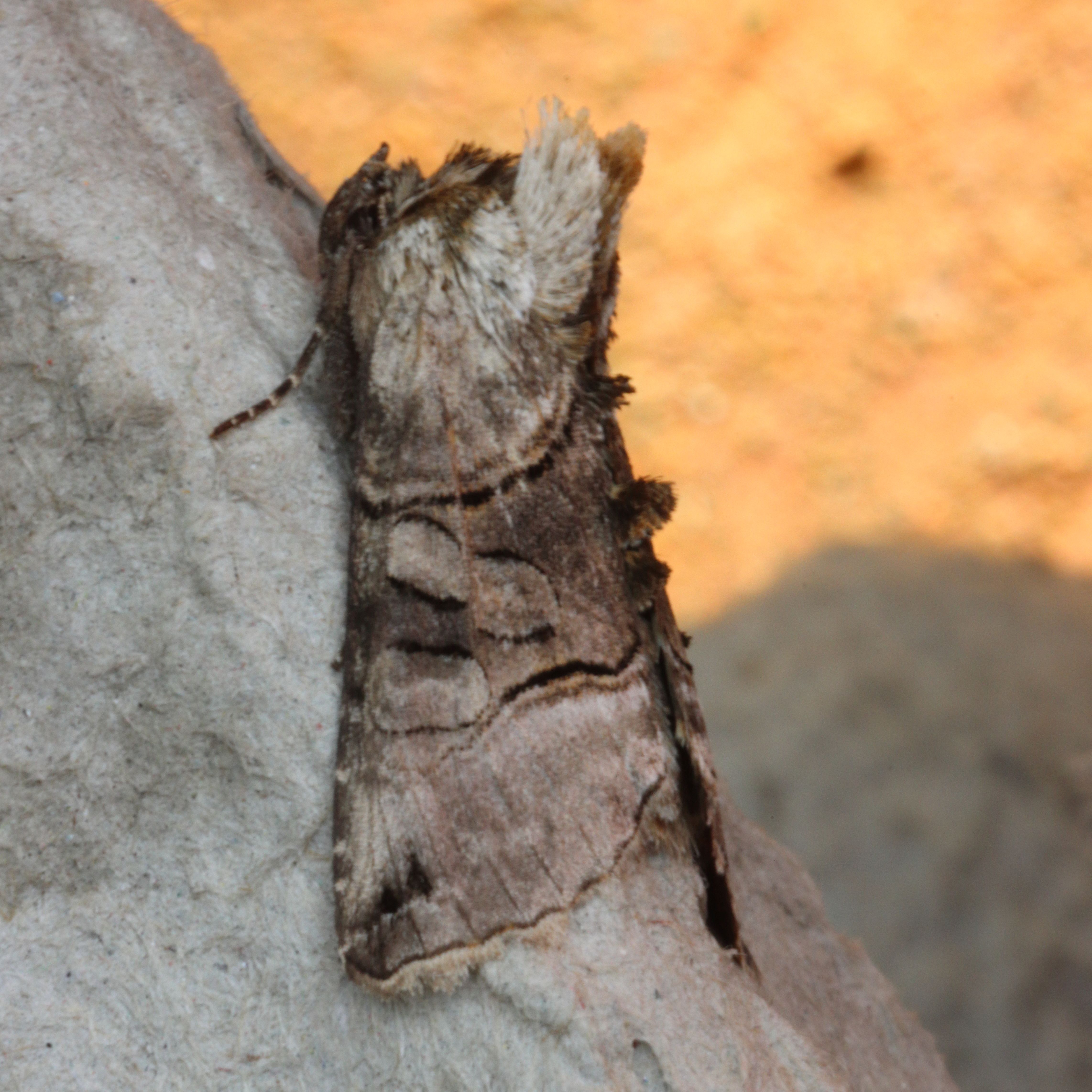 Photo of Spectacle (Abrostola tripartita)